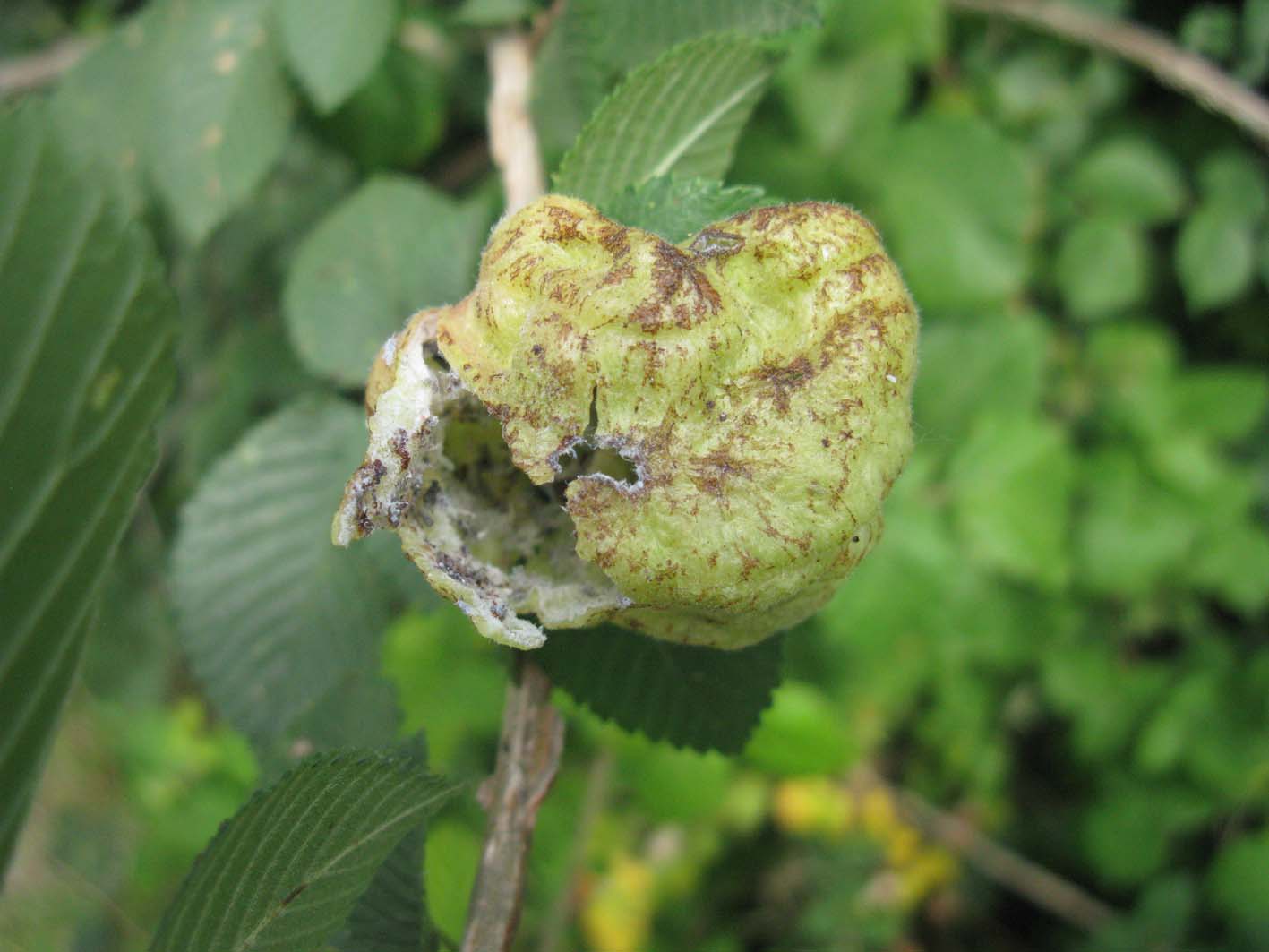 galla piena di vita - Eriosoma lanuginosum